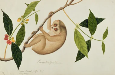 Lemur tardigradus, Booah Kawah (kaffetre) Kong Kang, fra Drawings of Animals, Insects and Reptiles from Malacca, ca. 1805-18 (wc og gouache på papir)